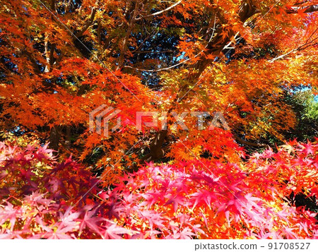 五顏六色的樹木 6 91708527