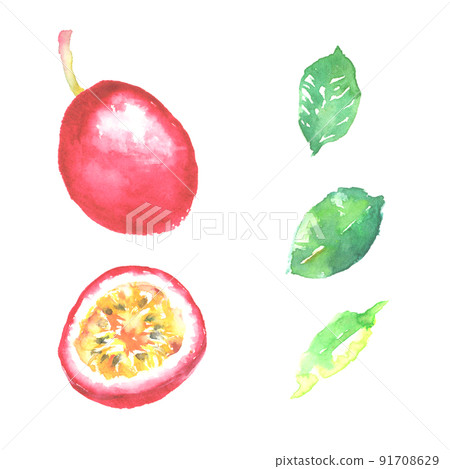 用水彩畫的百香果的插圖 91708629
