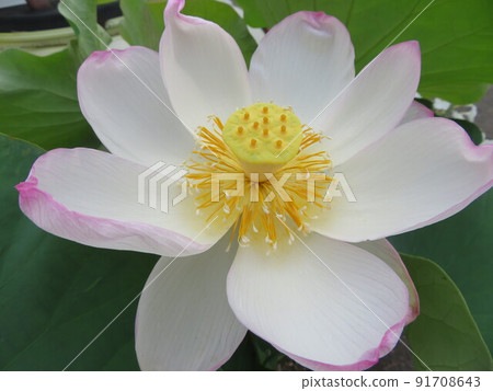 Flowers Flowers 91708643