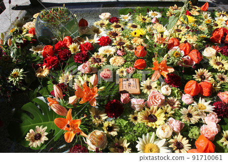 花手水_住吉神社_小樽 花手水_住吉神社_小樽 91710061