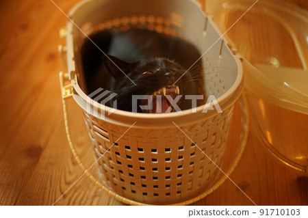 Black cat yawning in a carry bag 91710103