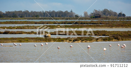 Main attraction of Spanish Natural Reserve Delta del Ebro - group of flamingos in lagoon of river in day Main attraction of Spanish Natural Reserve Delta del Ebro - group of flamingos in lagoon of river in day 91711212