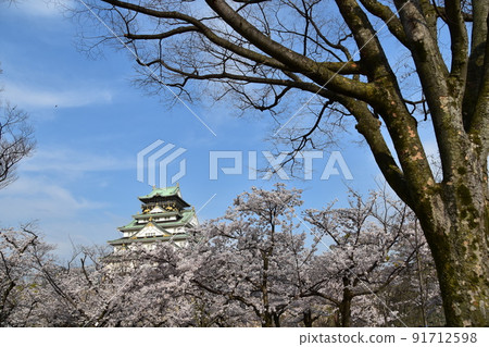日本大阪府春天大阪城公園櫻花盛開、藍天和宏偉的城堡塔 91712598
