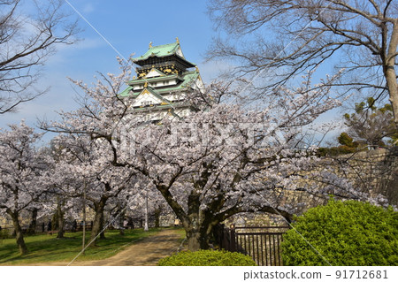 日本大阪府春天大阪城公園櫻花盛開、藍天和宏偉的城堡塔 91712681