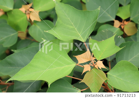 天然植物Mallotus panicula，特徵大葉。秋天開始出現年輕的棕色葉子和花蕾 91713213