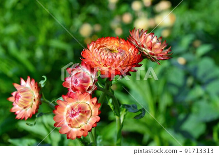 美麗光澤的草莓(蠟菊) 美麗光澤的草莓(蠟菊) 91713313