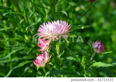 美麗光澤的草莓(蠟菊) 美麗光澤的草莓(蠟菊) 91713315