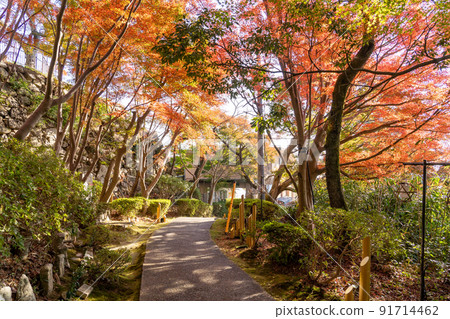 滋賀縣近江八幡市：通往八幡山索道山頂站和村雲皇居的道路，這裡的紅葉很美。 91714462