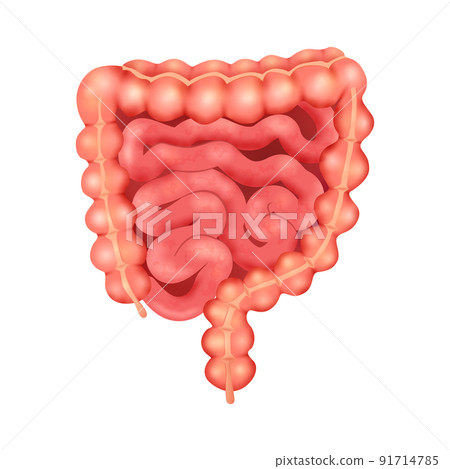 Realistic Human Bowel Composition Realistic Human Bowel Composition 91714785