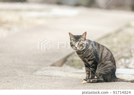 Stray cats living in a residential area 91714824