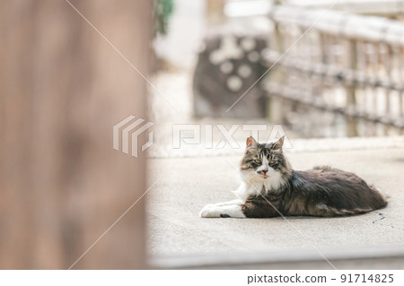 Stray cats living in a residential area 91714825