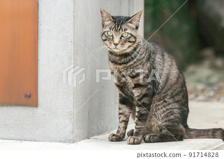 Stray cats living in a residential area 91714828