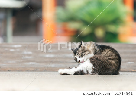 Stray cats living in a residential area 91714841