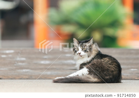 Stray cats living in a residential area 91714850