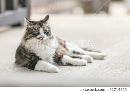 Stray cats living in a residential area Stray cats living in a residential area 91714853