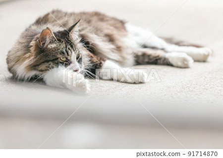 Stray cats living in a residential area 91714870