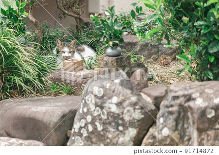 Stray cats living in a residential area 91714872