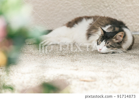 Stray cats living in a residential area 91714873