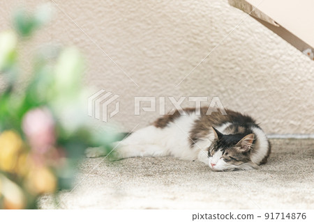 Stray cats living in a residential area 91714876