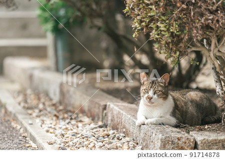 Stray cats living in a residential area Stray cats living in a residential area 91714878
