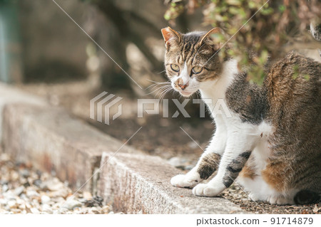 Stray cats living in a residential area Stray cats living in a residential area 91714879