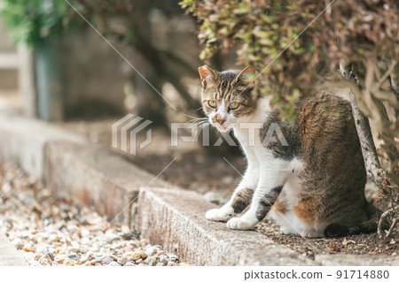 Stray cats living in a residential area 91714880