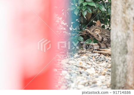 Stray cats living in a residential area 91714886