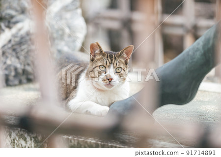 Stray cats living in a residential area 91714891