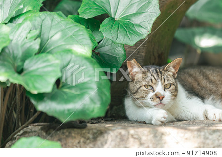 Stray cats living in a residential area 91714908