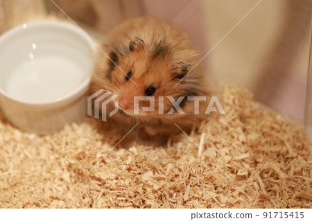 Golden hamster too beautiful 91715415
