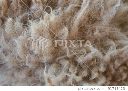 Sheep hair up 91715423