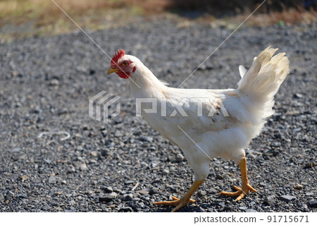 2個月大的朝左小雞 91715671