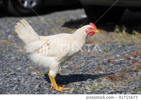 2個月大的朝右小雞 91715673