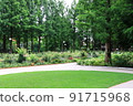 Colored rose garden 91715968