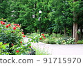 Colored rose garden 91715970