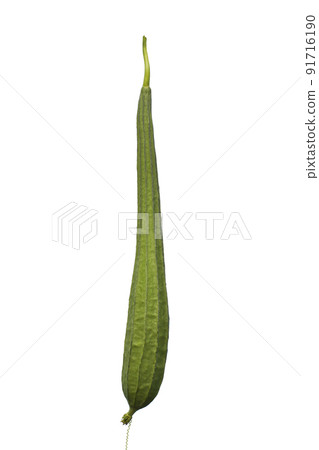 Luffa acutangula isolated in white Luffa acutangula isolated in white 91716190