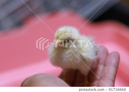 Serama female chick to ride 91716668
