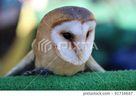 Barn owl face 45 degrees Barn owl face 45 degrees 91716687