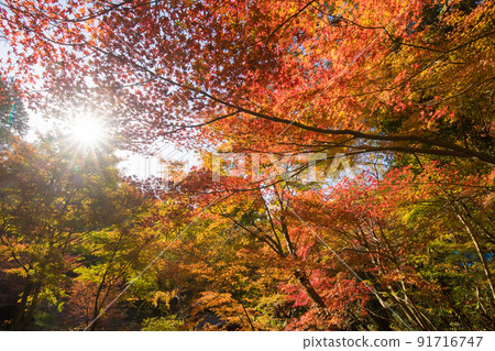 環境藝術之森的紅葉(佐賀縣唐津市) 環境藝術之森的紅葉(佐賀縣唐津市) 91716747