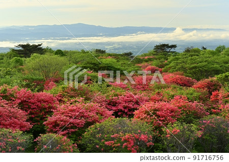 Nasu Kogen Hachiman flower-blooming azalea colony 91716756