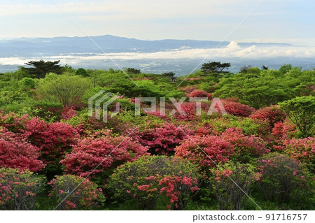 那須高原八幡花杜鵑花群 91716757