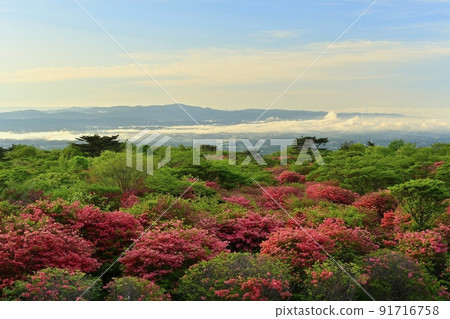 Nasu Kogen Hachiman flower-blooming azalea colony 91716758
