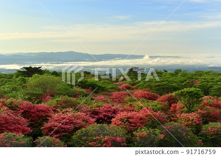 那須高原八幡花杜鵑花群 91716759
