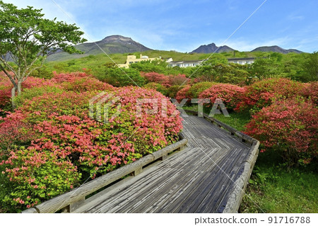那須高原八幡花盛開的山杜鵑花群和那須山脈的長廊 91716788