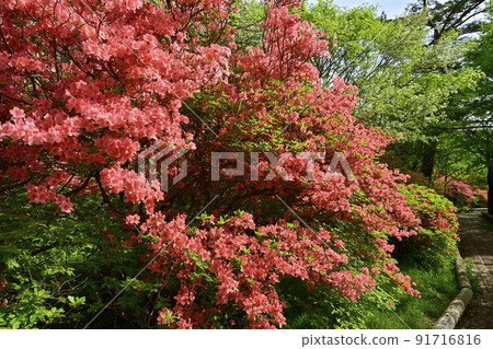 Nasu Kogen Hachiman's flower-blooming mountain azalea colony and walking boardwalk 91716816