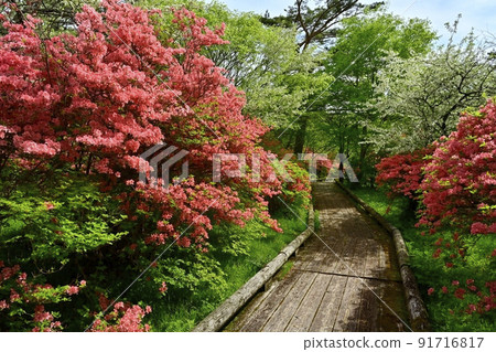 Nasu Kogen Hachiman flowers Blooming azalea colony with boardwalk and malus sieboldii flowers 91716817