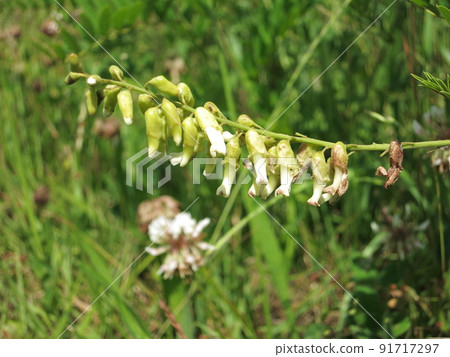 克拉拉 克拉拉 91717297