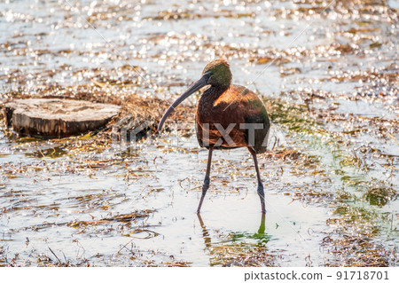 The glossy ibis, latin name Plegadis falcinellus, searching for food in the shallow lagoon. 91718701