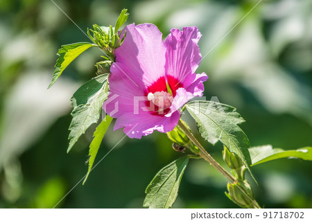 Pink flowers of Hibiscus moscheutos plant close-up. Hibiscus moscheutos, swamp hibiscus, 91718702