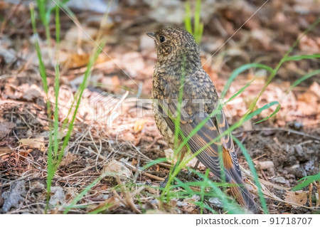 The common redstart, Phoenicurus phoenicurus, young bird, is sitting on a ground against a blurred background. The common redstart, Phoenicurus phoenicurus, young bird, is sitting on a ground against a blurred background. 91718707